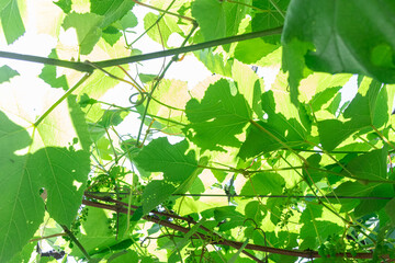 Sunlit grape leaves create a beautiful, vibrant display of summer foliage.