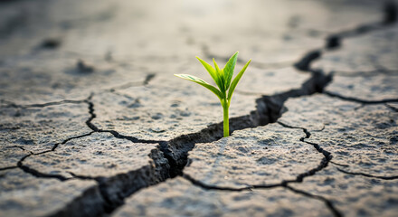 Small plant growing through cracked earth