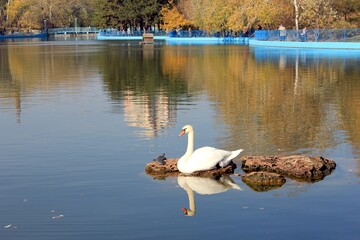 lonely white swan. A white swan in a pond sits on big stones all alone