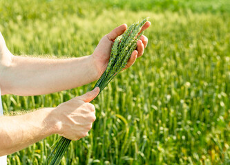 Farmer in field touching his wheat ears