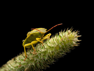 green stink bug