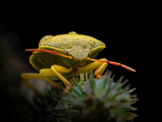 green stink bug