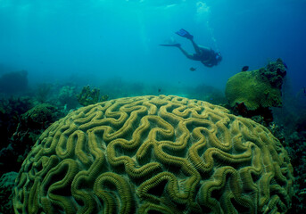 Aruba's Underwater Wonders: Diver and Brain Coral