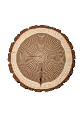 Fototapeta premium Wooden Cross Section Disc - A detailed close-up of a tree cross-section, showcasing growth rings, natural texture, and wood grain. Symbolizing nature, time, growth, strength, and resilience