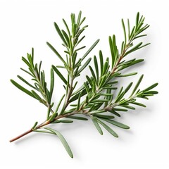 Fototapeta premium Fresh Rosemary Sprig on White Background