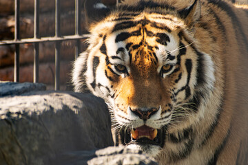 The grin of a Bengal tiger against the background of a metal grate. Portrait