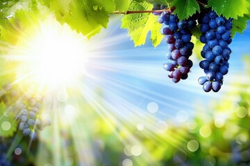Freshly picked grapes glistening with dew under warm sunlight in an organic vineyard at dawn