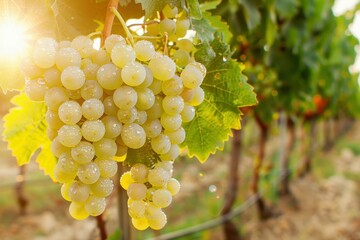 Freshly picked grapes glistening with dew under warm sunlight in an organic vineyard at dawn