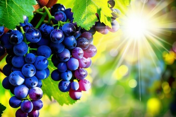 Freshly picked grapes glistening with dew under warm sunlight in an organic vineyard at dawn