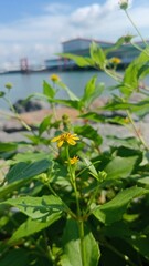 Close-up of a Small Yellow Wildflower Near the Harbor