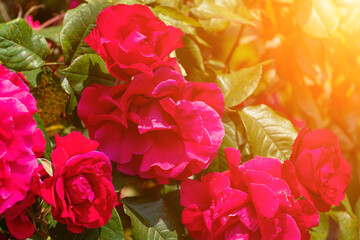 Flowers garden blooms, sunlight: Red blooms in a garden, likely midday for warmth, admired for beauty.