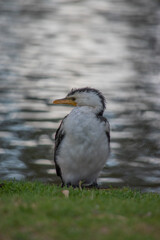 black and white cormorant Australian bird 