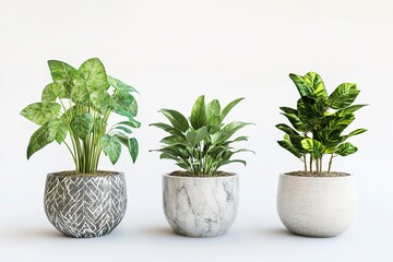 Fototapeta premium Three potted houseplants on white backdrop, each in a unique patterned pot design