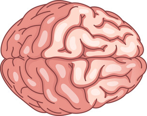 A top-down illustration of a human brain, representing the core of intelligence, cognition, and mental performance. It symbolizes neuroscience and optimal brain function.