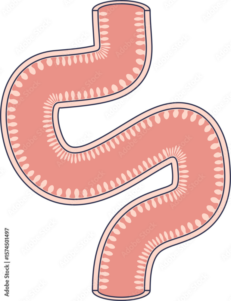 Poster a simplified illustration of the small intestine, highlighting the villi on its inner surface. this 