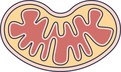 Fototapeta na wymiar A simplified diagram of a mitochondrion, the powerhouse of the cell. Shows the outer membrane, inner membrane with cristae folds, and matrix. Represents cellular respiration and energy production.