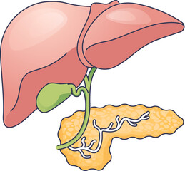 Anatomical illustration of the human liver, gallbladder, and pancreas. Represents vital organ function and digestive system health for educational and informational purposes.
