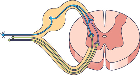 A diagram of a motor relay pathway, specifically a reflex arc. Shows a sensory neuron, interneuron, and motor neurons synapsing within the spinal cord.