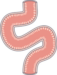 Obraz premium A simplified illustration of the small intestine, highlighting the villi on its inner surface. This structure is essential for maximizing nutrient absorption in the digestive system.