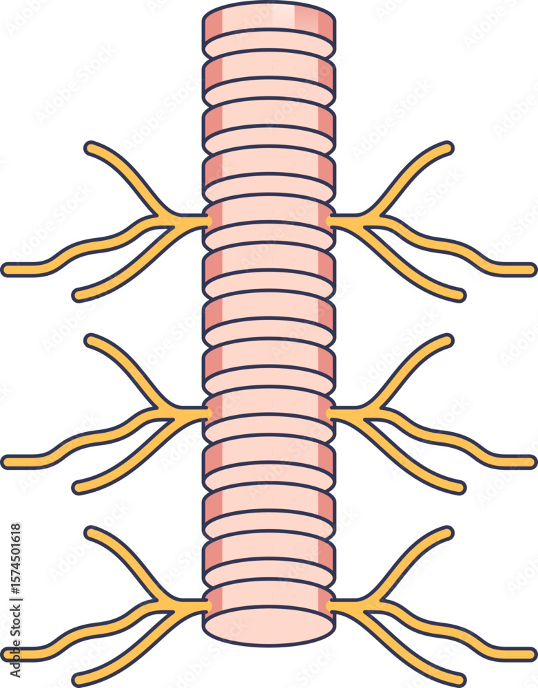 Poster anatomical illustration of the spinal cord within the spinal channel, showing spinal nerves branchin