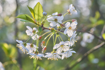 blooming cherry tree flowers close up