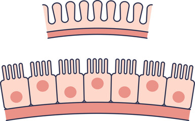 Anatomical illustration of the stomach lining (gastric mucosa). Shows a cross-section of simple columnar epithelial cells with nuclei and a brush border, forming gastric pits.