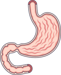 Anatomical illustration of a human stomach cross-section, highlighting the gastric mucosa or stomach lining with its folds (rugae). Represents digestion and gut health.