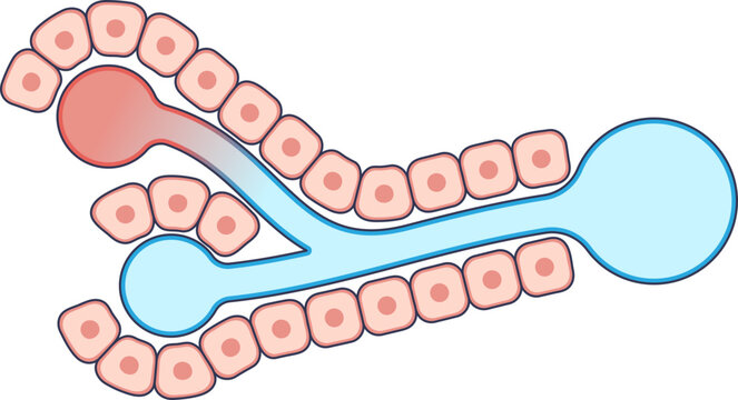 Diagram of a liver sinusoid, the space between hepatocytes. Illustrates hepatic microcirculation and metabolic exchange between blood and liver cells.