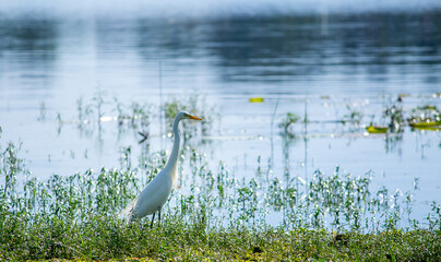 great heron in the marsh