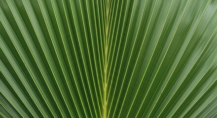 Obraz premium Palm Frond Segment Texture Linear Blades Central Rib Symmetry Tropical Plant Detail