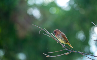 red backed shrike