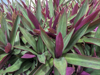 Obraz premium Lush purple and green Tradescantia leaves densely packed together, showcasing vibrant foliage texture.