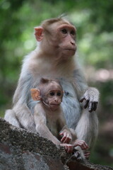 mother and baby monkey