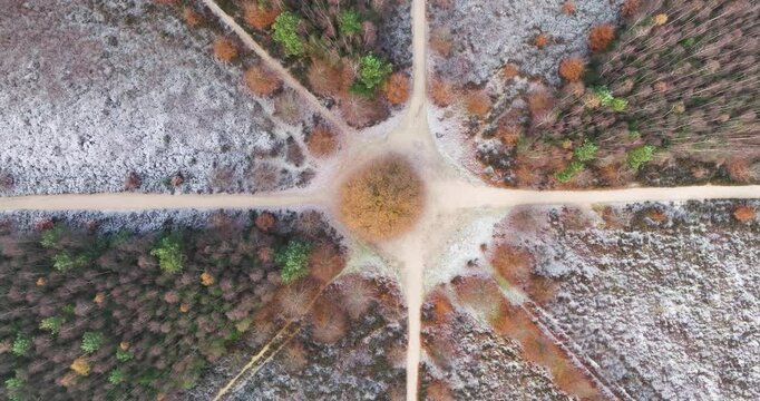 Aerial view of oak tree in center of Sterrenbos, Amerongse Berg, Netherlands.