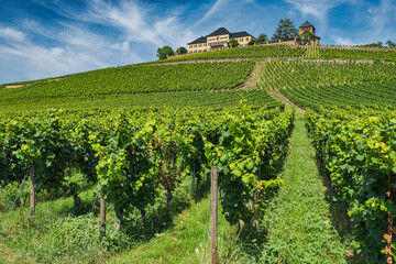View over the vineyards up to Johannisberg Castle in the town of the same name in the Rheingau