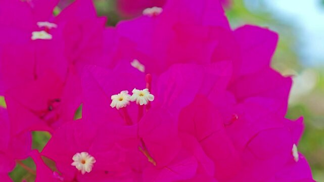 Pink Bougainvillea or Paper Fower.