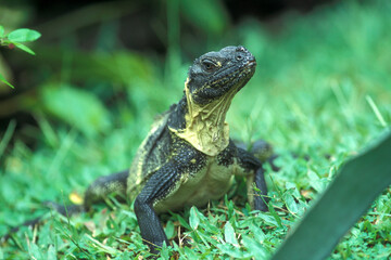 INDONESIA BALI UBUD WARAN
