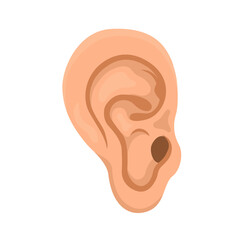 ear anatomy vector illustration on white background