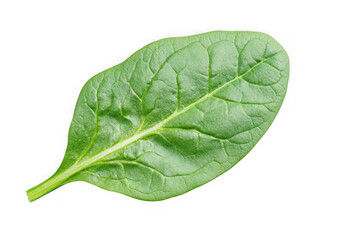 Obraz premium Fresh green spinach leaf vegetable nutrient rich food ingredient cooking ingredient isolated on transparent background