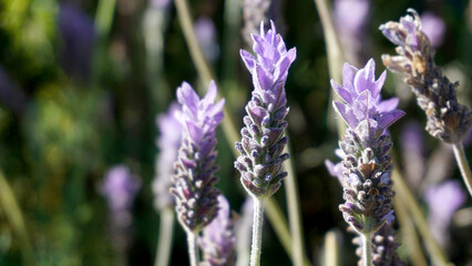 Close up Lavender flowers in the garden of Tenerife,Canary Islands,Spain.Lavandula angustifolia. Selective soft focus.
