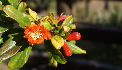 Red pomegranate flower on a fruit tree branch in an orchard.Blooming Punica granatum.Selective focus.

