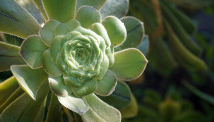 Aeonium canariense is endemic to the island of Tenerife in the Canary Islands. Also called Velvet...