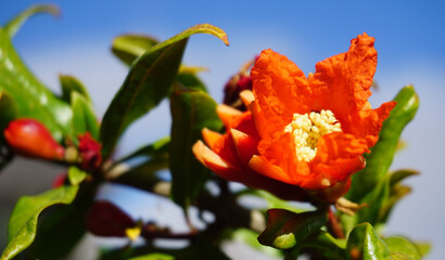 Red pomegranate flower on a fruit tree branch in an orchard.Blooming Punica granatum.Selective focus.
