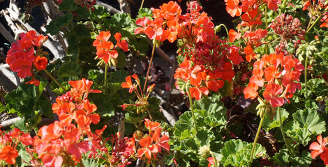 Red geranium flowers in a spring garden close up. Blooming pelargonium zonale.Ornamental plants concept.
