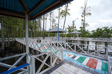 Wooden boardwalk that cuts through the dense mangrove forest 