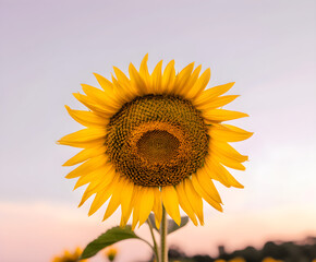 Vibrant Sunflower in Bloom Against Pastel Sky