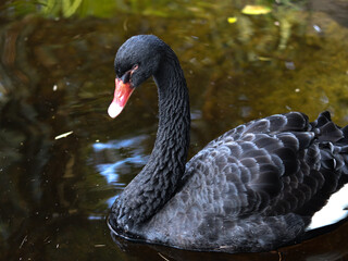 black swan in the lake