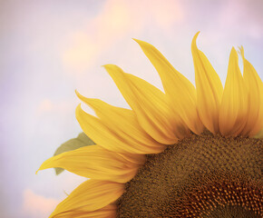 Close-Up of a Vibrant Sunflower Against a Pastel Sky