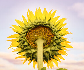Back View of a Vibrant Sunflower Against a Pastel Sky