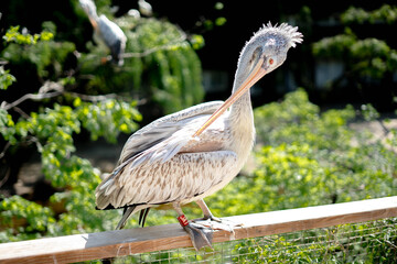 pelican in the zoo